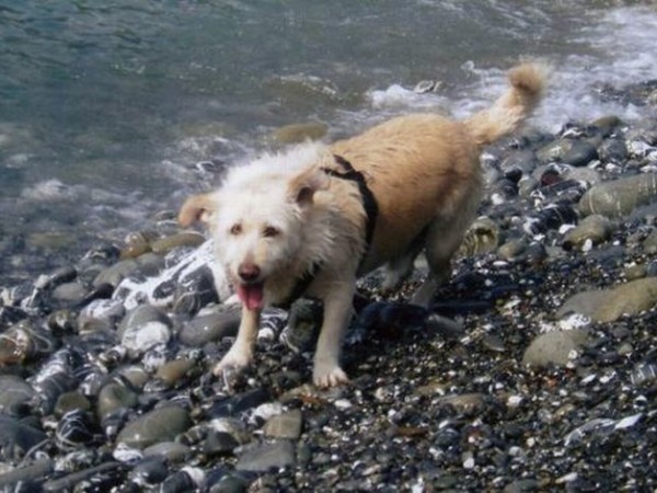 ROMY VAGABONDO SICULO OGGI CAGNOLINO MILANESE