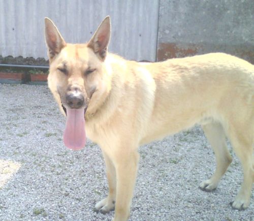 DANNY,  IL NOSTRO BELLISSIMO LUPONE OGGI E’ UN CANE AMATO