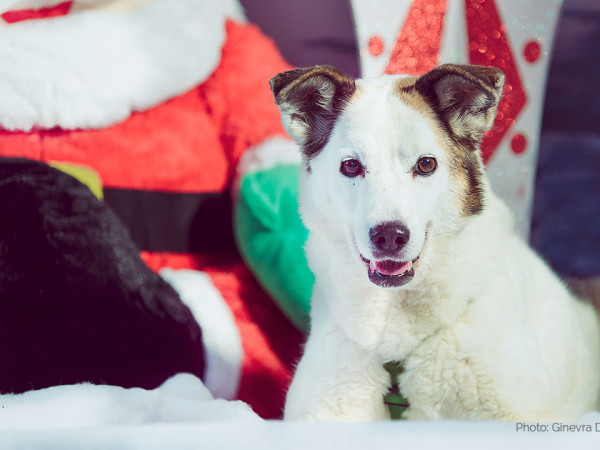 Un Natale speciale per la nostra Domitilla con il Calendario dell’Avvento Innovet