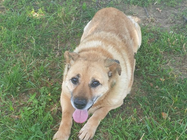 BUON VIAGGIO DADDY, DOLCE CANE BUONO