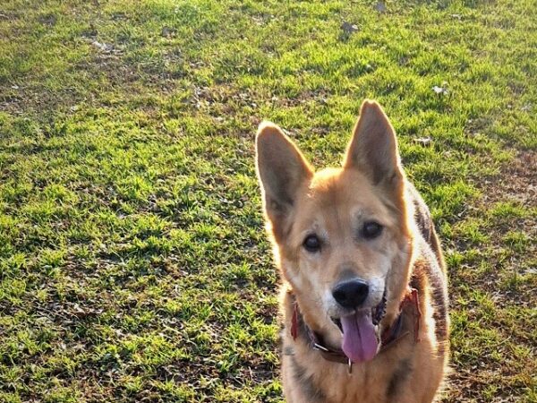 ADDIO MARLEY, LUPETTO MERAVIGLIOSO